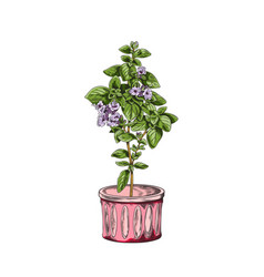 Hand Drawn Oregano Herb In Pink Pot Sketch Style