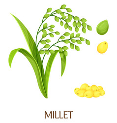 Millet Grain Farm Cereal Plant Cartoon Crop