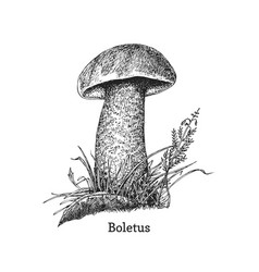 Orange Cap Boletus Drawn