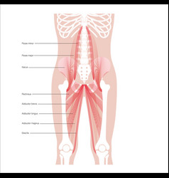 Pelvis Bones And Muscle