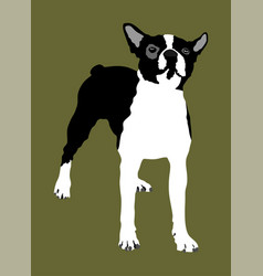 Boston Terrier Dog Isolated