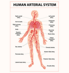 Human Circulatory System Diagram