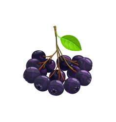 Black Chokeberry Berries Fruits Food Dessert