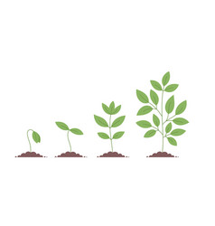 Plant Growth Stages Planting Tree