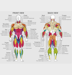 Chart Shows The Muscles Of The Human Body