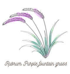 Rubrum Purple Fountain Grass On White Background