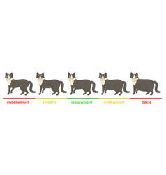 Cat Weight Stages Concept