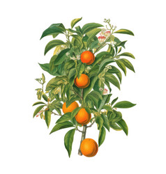 Watercolor Botanical Tangerine Tree Branch