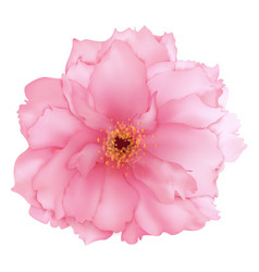 3d Realistic Pink Cherry Sakura Flower Digital