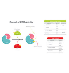 Control Of Cdk Activity In The Cell Cycle