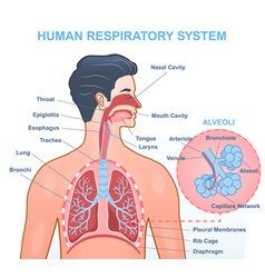 Human Respiratory System Anatomy