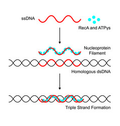 Active Nucleoprotein Filament Onto A Dsdna Scaffol