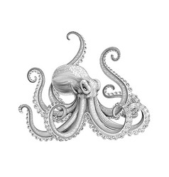 Octopus Hand Drawn Vintage Engraving Ink Style