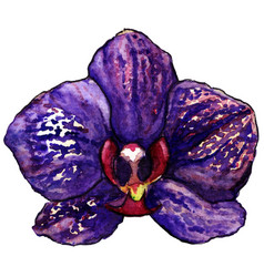 Watercolor Violet Purple Tropical Orchid Flower