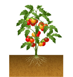 Tomato Plant With Root Under The Ground