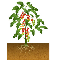 Cherry Tomato Plant With Root Under The Ground