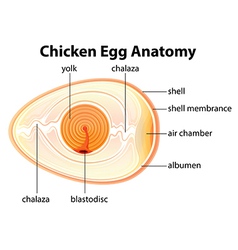 Chicken Egg Anatomy