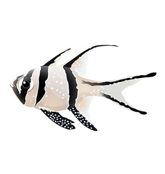 Banggai Cardinalfish