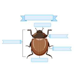 External Anatomy Of A Beetle Worksheet