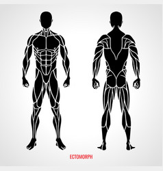 Men body types diagram with three somatotypes Vector Image