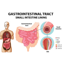 Diagram Showing Gastrointestinal Tract