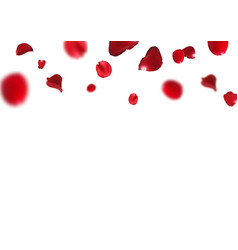 Flying Red Rose Petals On A White Background