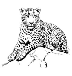 Leopard Cat Sitting In Tree Hand Drawn