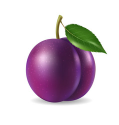 Realistic Plum 3d