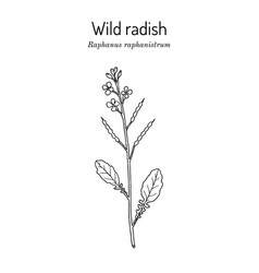 Wild Radish Raphanus Raphanistrum Medicinal