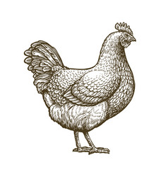 Hand drawn cockerel cock farm animal chicken Vector Image