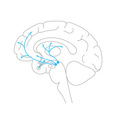 Dopamine Pathway Concept