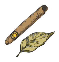 Cigar And Tobacco Leaf Color Sketch Engraving