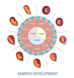 Stages Human Embryo Development