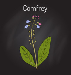 Comfrey Symphytum Officinale Or Boneset