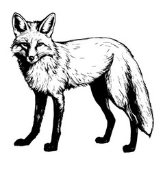 Fox Animal For Design Sketch