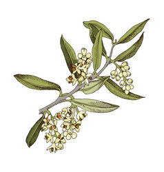 Blooming Olive Branch On White Background