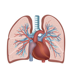 Lung Trachea And Heart Anatomy