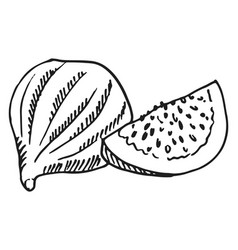 Sweet Fig Sketch Whole Fruit And Slice Drawing