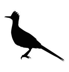 Wild Roadrunner Silhouette