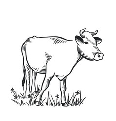 Cow Sketch Hand Drawn Livestock Ink