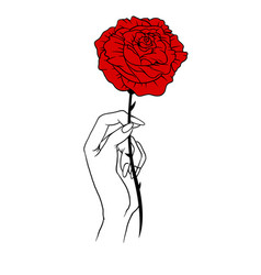 Female Hand Holding A Red Rose