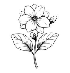 Jasmine Flower Pencil Drawing Flowers