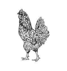 Rooster Sketch