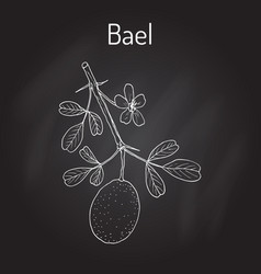 Bael Aegle Marmelos Or Bengal Quince