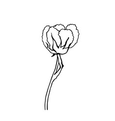 Sketch Of One Cotton Flower