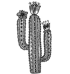 Cactus Floral Plant Hand Drawn