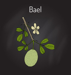 Bael Aegle Marmelos Or Bengal Quince