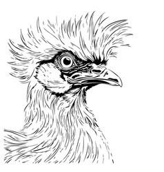 Drawing Sketch Style Of A Silkie