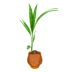 Tropical Plant Coconut Palm In A Pot Outline