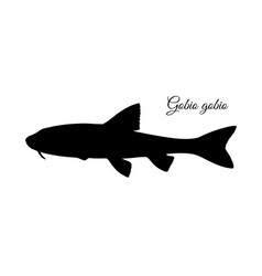 Gobio Fish Silhouette